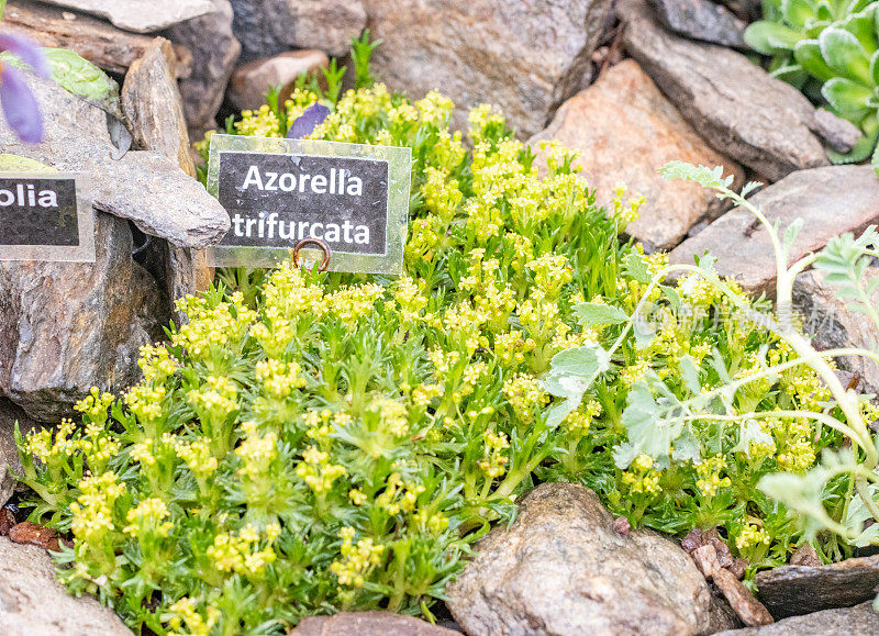 三叉翡翠地毯(azorrella Trifurcata)在英国伦敦